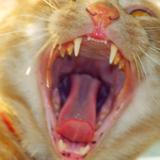 Photo of Ciokciok_Kikimono